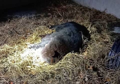 (약사진주의) 울산 사육농장 탈주사건 사살된 곰들... | 인스티즈