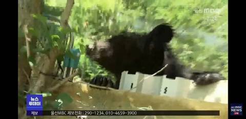 (약사진주의) 울산 사육농장 탈주사건 사살된 곰들... | 인스티즈