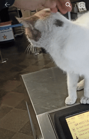 한국인에겐 매우 생소할 것 같은 외국의 지하철 개찰구 고양이들 | 인스티즈