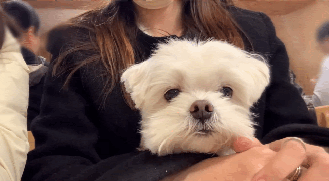 nokbeon.net-턱괴는 살짝 졸린 재롱이.gif-2번 이미지