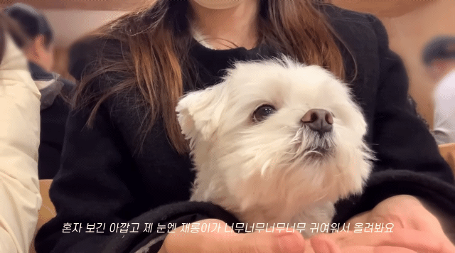 nokbeon.net-턱괴는 살짝 졸린 재롱이.gif-3번 이미지