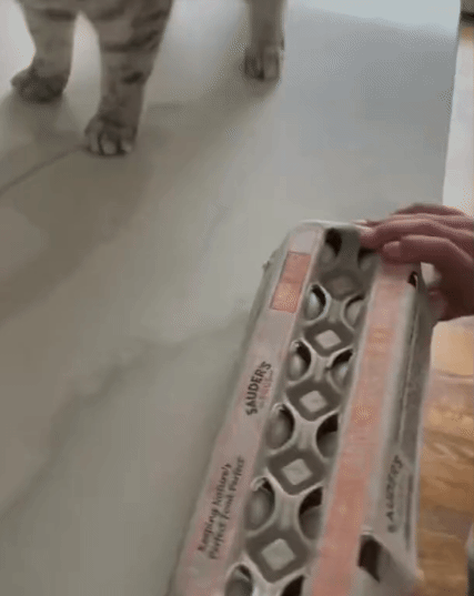 저것도 종이박스라고 식빵 굽는 냥이.gif | 인스티즈