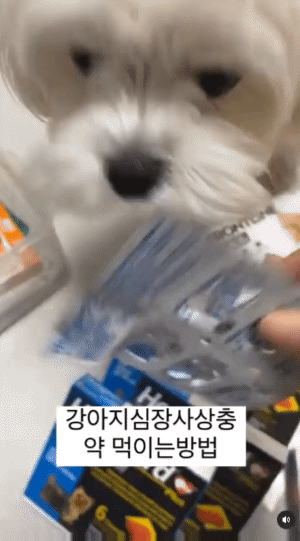 nokbeon.net-강아지 약먹이는 방법 ㅋㅋㅋ.gif-1번 이미지