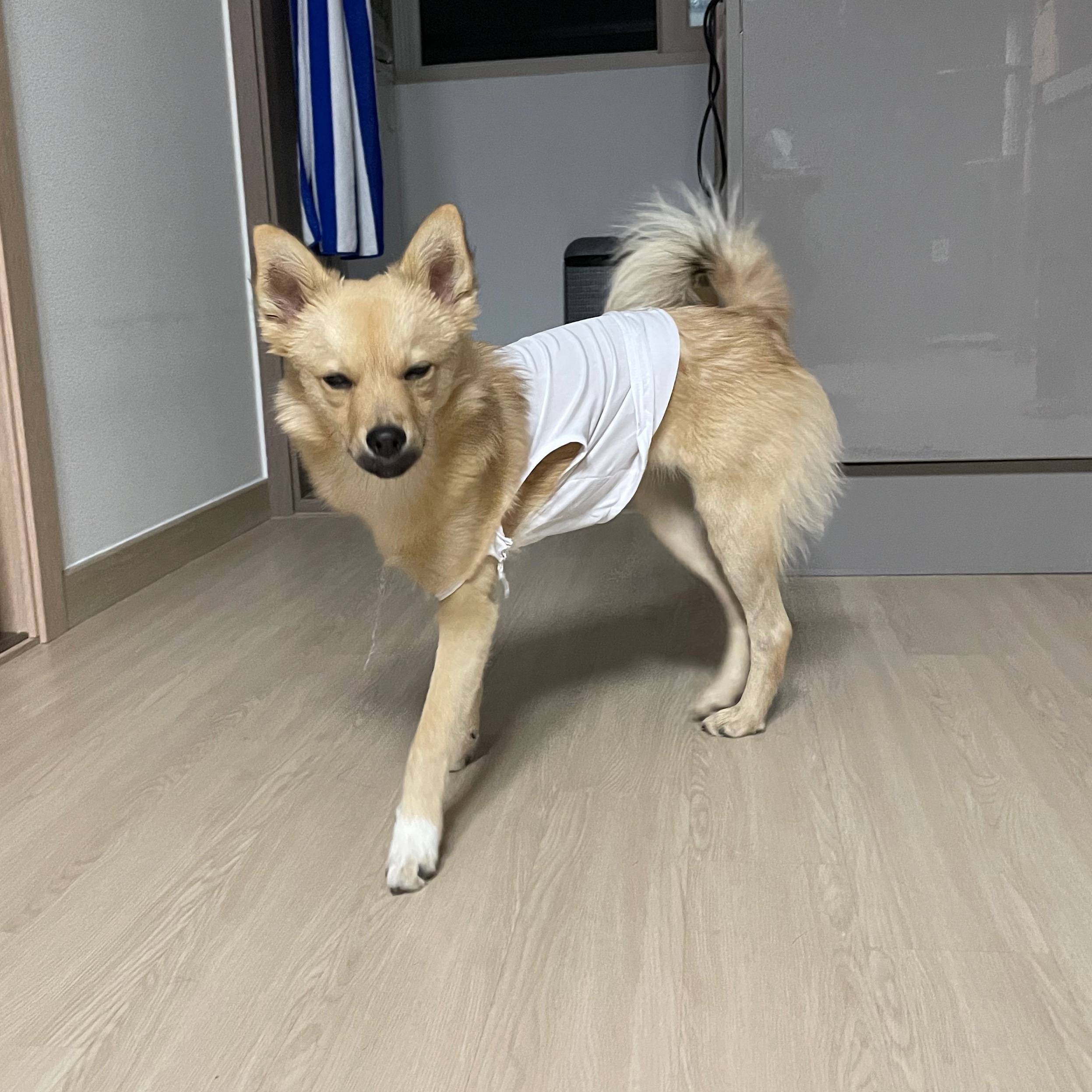 아ㅠ 개리야스 샀는데 망했어 | 인스티즈