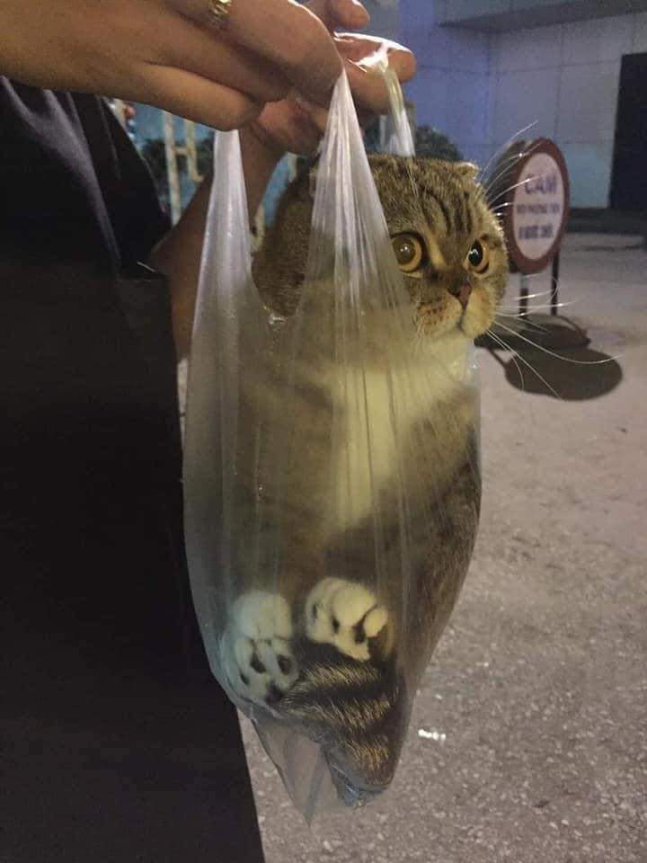 집에서 탈출한 냥이 잡아가는중 | 인스티즈