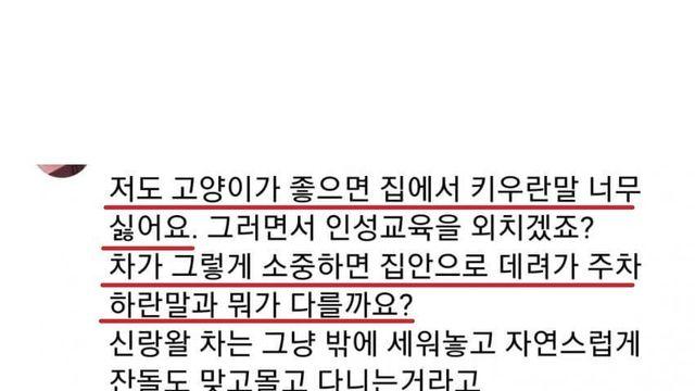 집에 오려는 길냥이들 필사적으로 막는 캣맘들 | 인스티즈