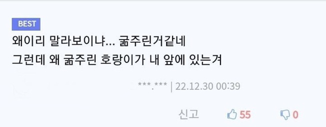 nokbeon.net-야생에서 마주치면 기절할 수 밖에 없는 호랑이 눈빛.gif-2번 이미지