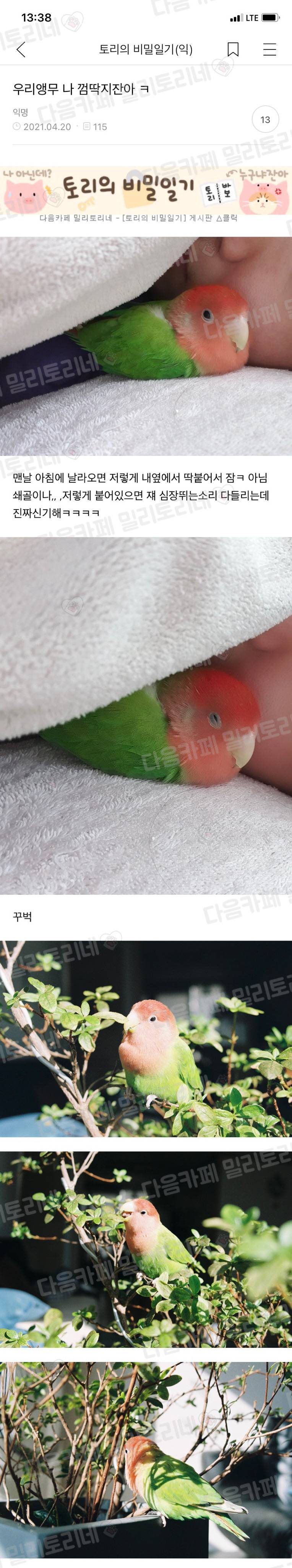 nokbeon.net-우리앵무 나 껌딱지잔아ㅋ-2번 이미지