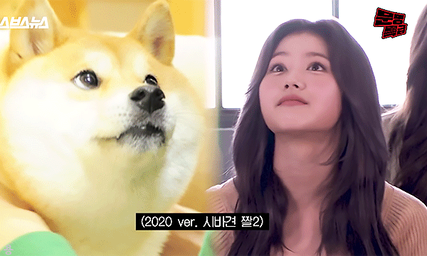 시바 닮은 사나 | 인스티즈