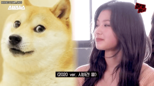 시바 닮은 사나 | 인스티즈