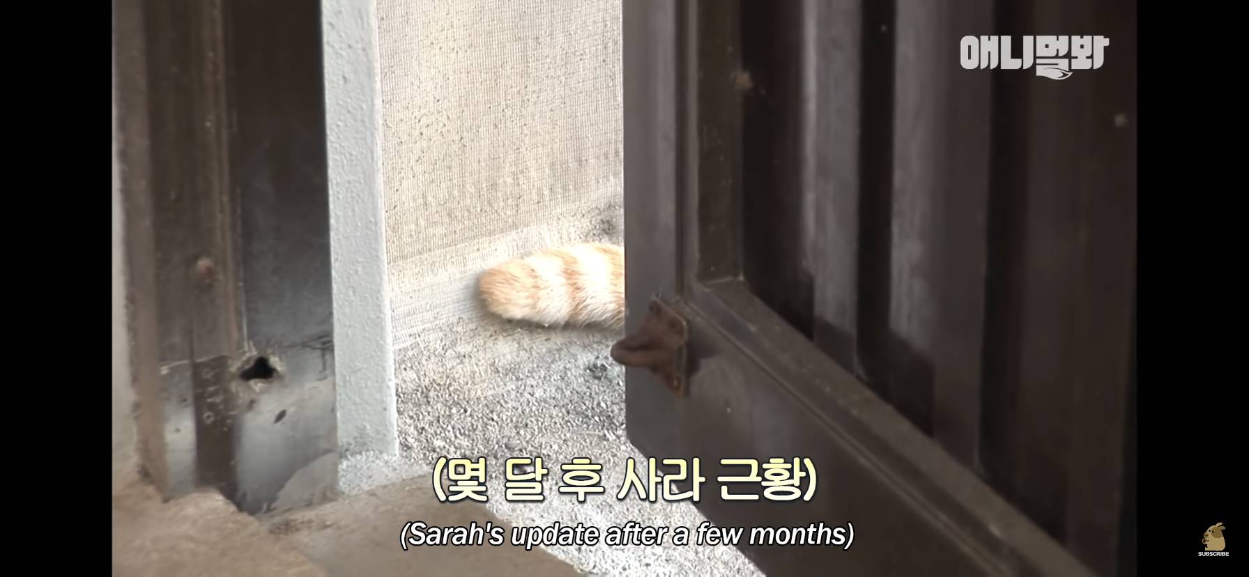 길고양이 목에 쪽지를 달자 생긴 영화같은 일 | 인스티즈