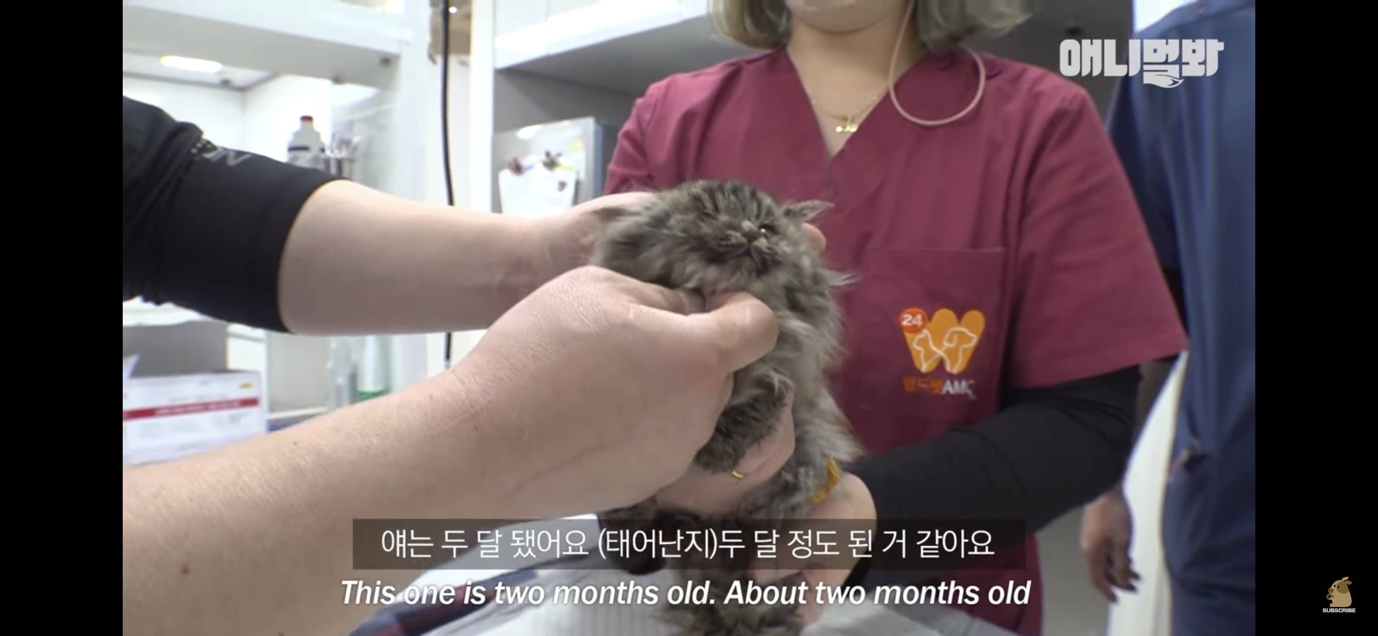 경기도 김포시 마송 휴먼시아 10단지 아파트내에 집단으로 유기된 노르웨이숲 고양이 | 인스티즈