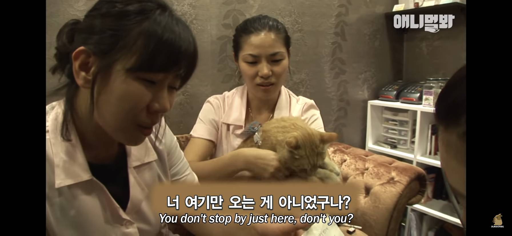 길고양이 목에 쪽지를 달자 생긴 영화같은 일 | 인스티즈