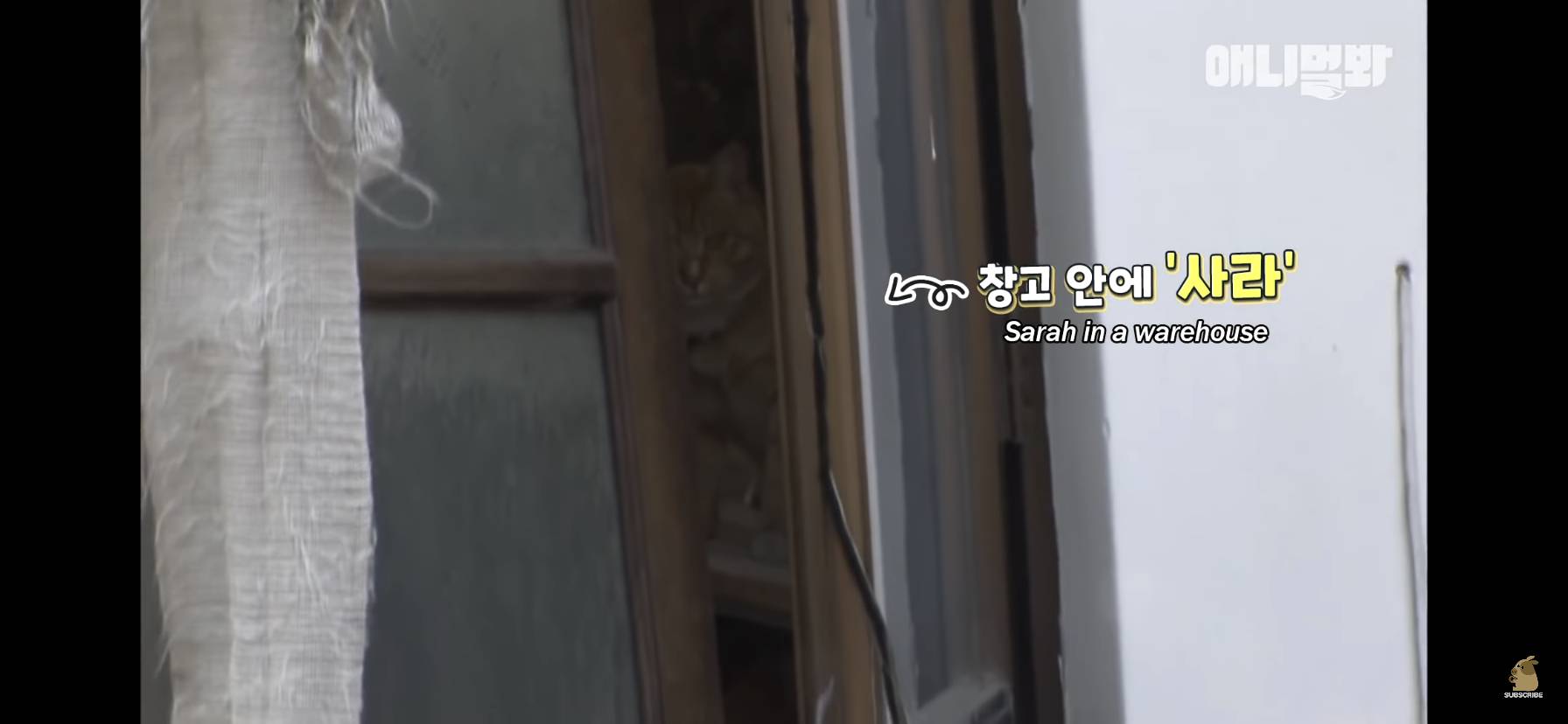 길고양이 목에 쪽지를 달자 생긴 영화같은 일 | 인스티즈