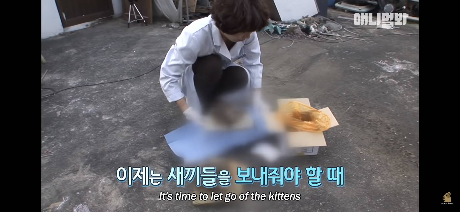 길고양이 목에 쪽지를 달자 생긴 영화같은 일 | 인스티즈