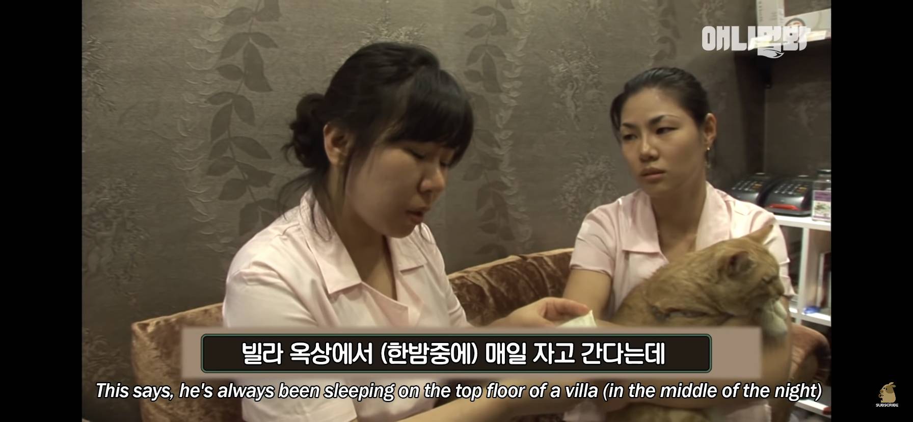 길고양이 목에 쪽지를 달자 생긴 영화같은 일 | 인스티즈