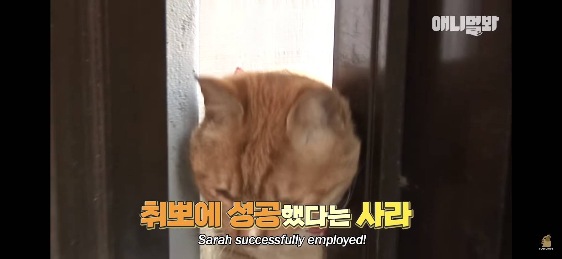 길고양이 목에 쪽지를 달자 생긴 영화같은 일 | 인스티즈