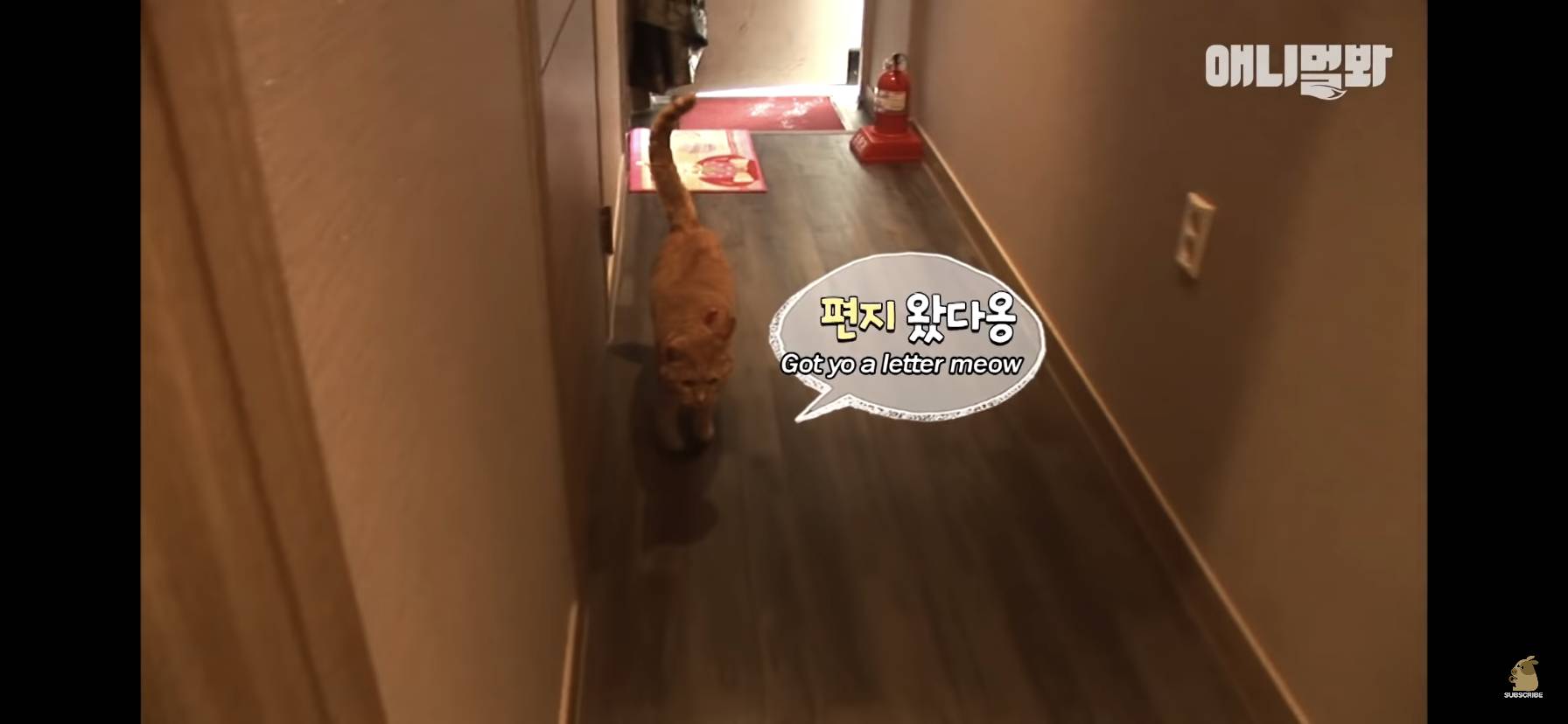 길고양이 목에 쪽지를 달자 생긴 영화같은 일 | 인스티즈