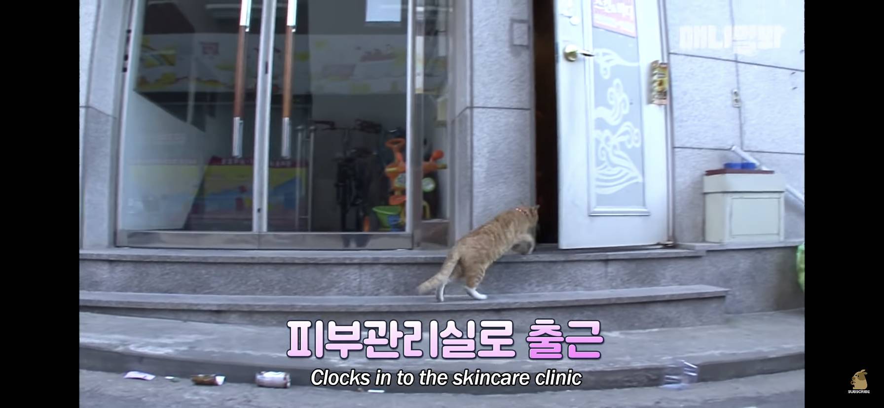 길고양이 목에 쪽지를 달자 생긴 영화같은 일 | 인스티즈