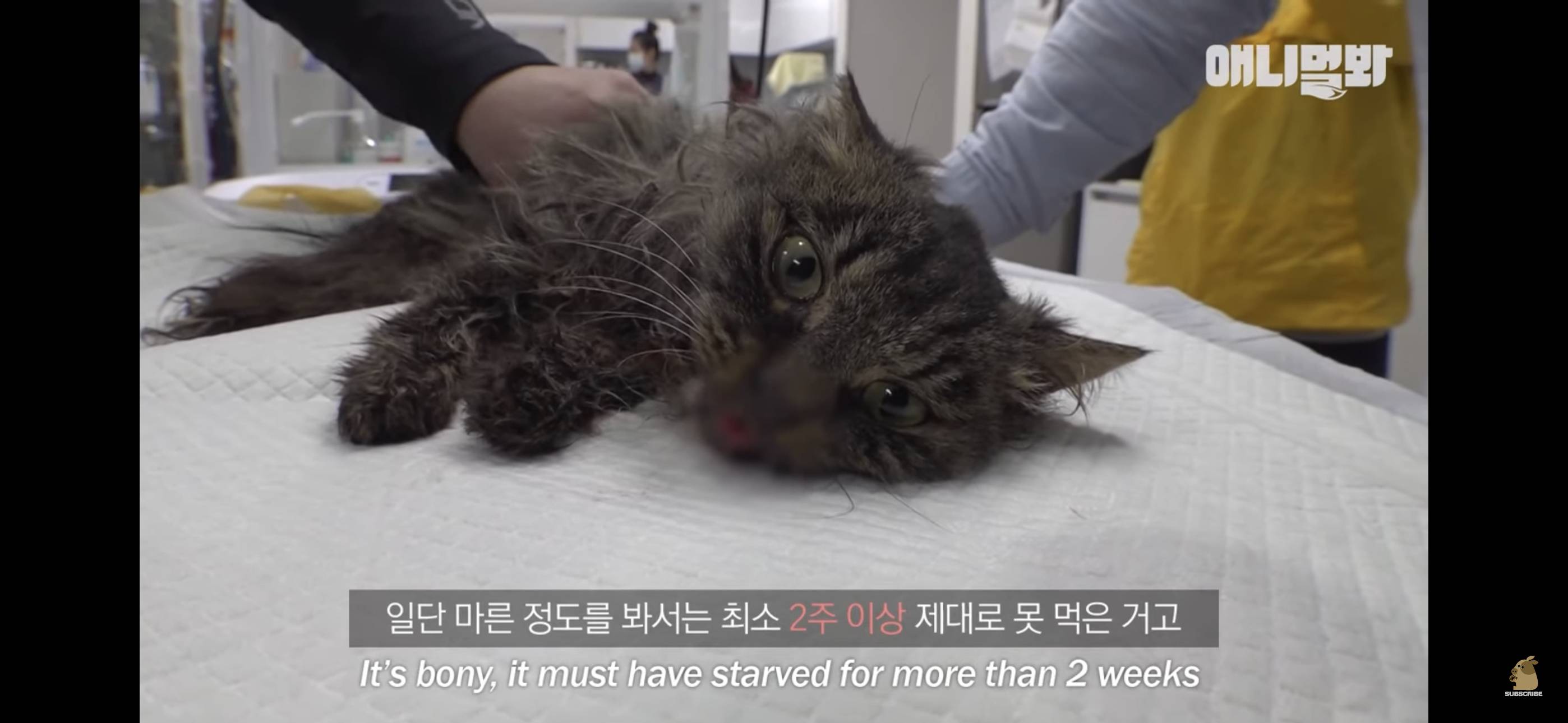 경기도 김포시 마송 휴먼시아 10단지 아파트내에 집단으로 유기된 노르웨이숲 고양이 | 인스티즈