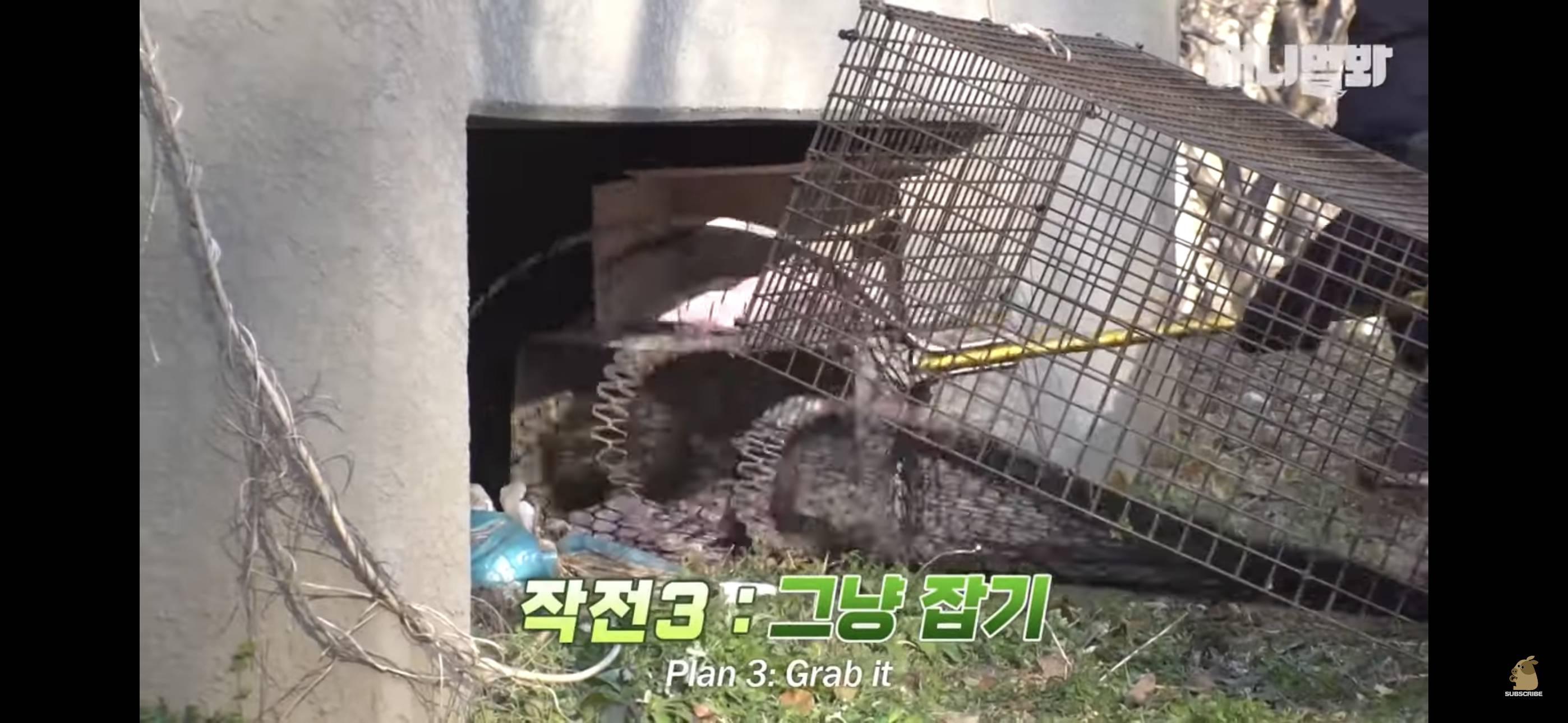 경기도 김포시 마송 휴먼시아 10단지 아파트내에 집단으로 유기된 노르웨이숲 고양이 | 인스티즈