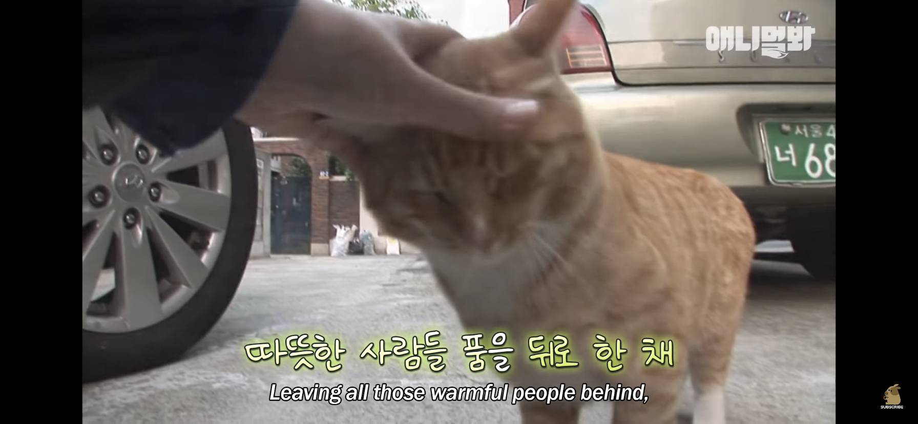 길고양이 목에 쪽지를 달자 생긴 영화같은 일 | 인스티즈