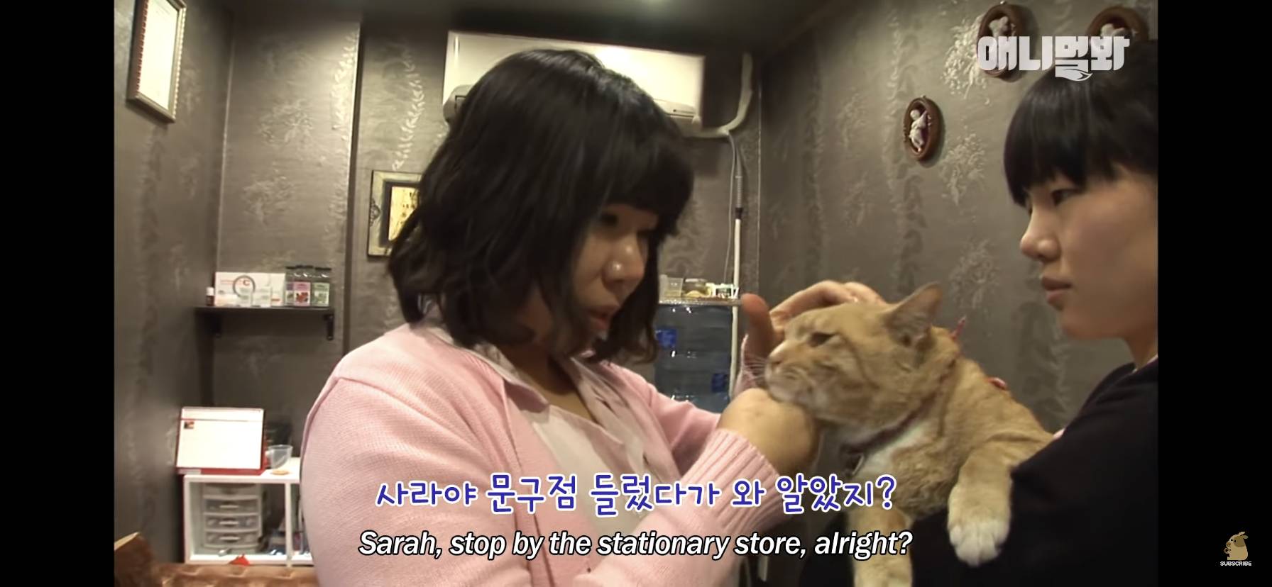 길고양이 목에 쪽지를 달자 생긴 영화같은 일 | 인스티즈