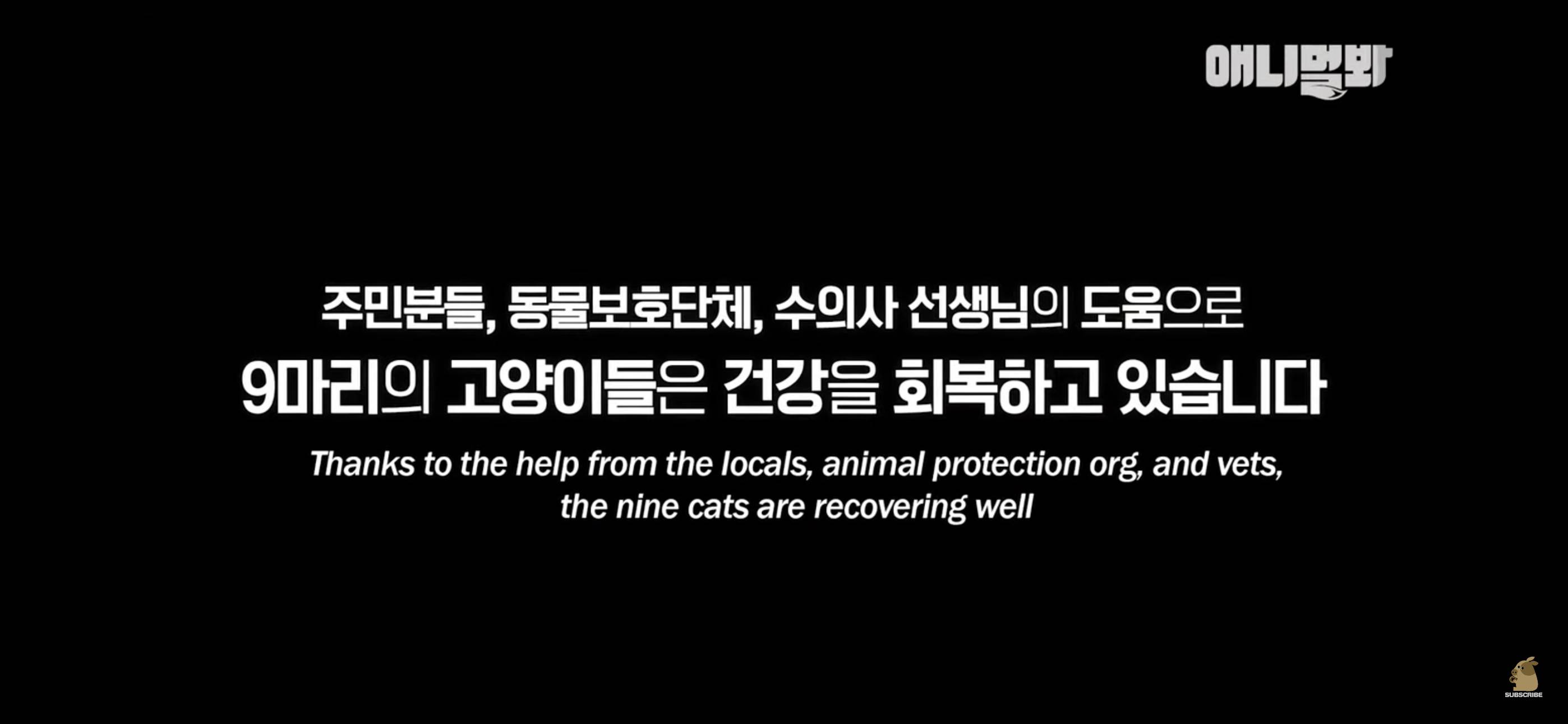 경기도 김포시 마송 휴먼시아 10단지 아파트내에 집단으로 유기된 노르웨이숲 고양이 | 인스티즈