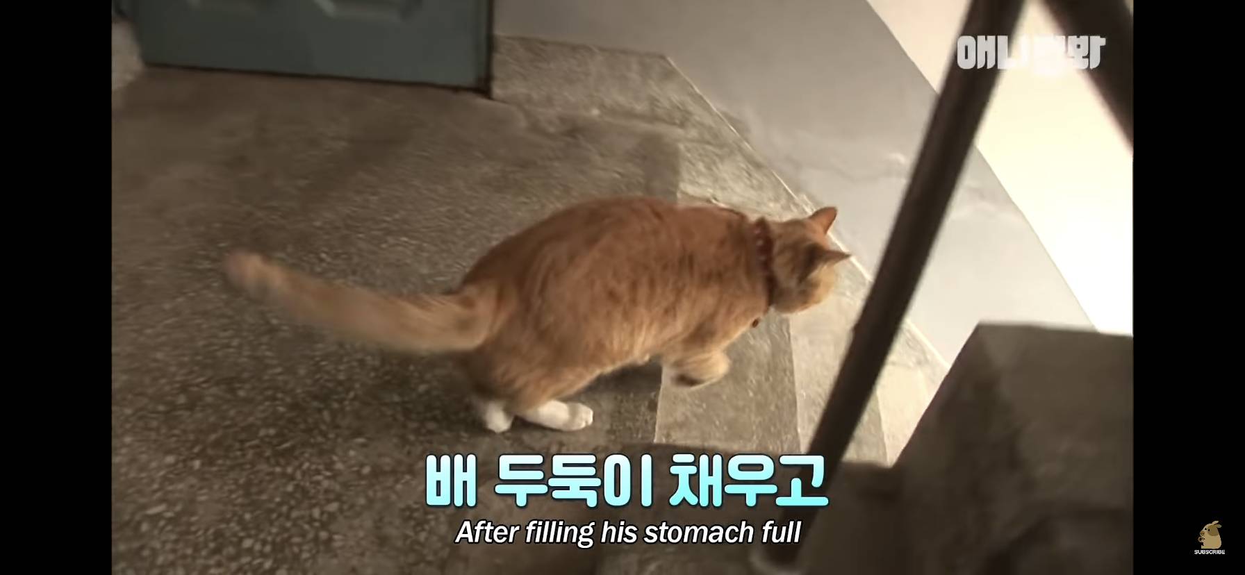 길고양이 목에 쪽지를 달자 생긴 영화같은 일 | 인스티즈