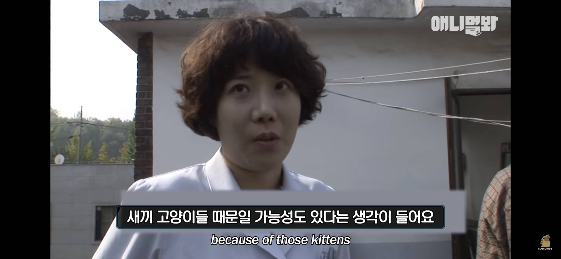 길고양이 목에 쪽지를 달자 생긴 영화같은 일 | 인스티즈