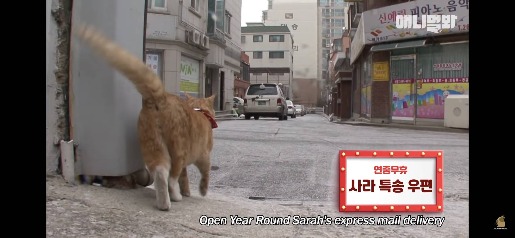 길고양이 목에 쪽지를 달자 생긴 영화같은 일 | 인스티즈