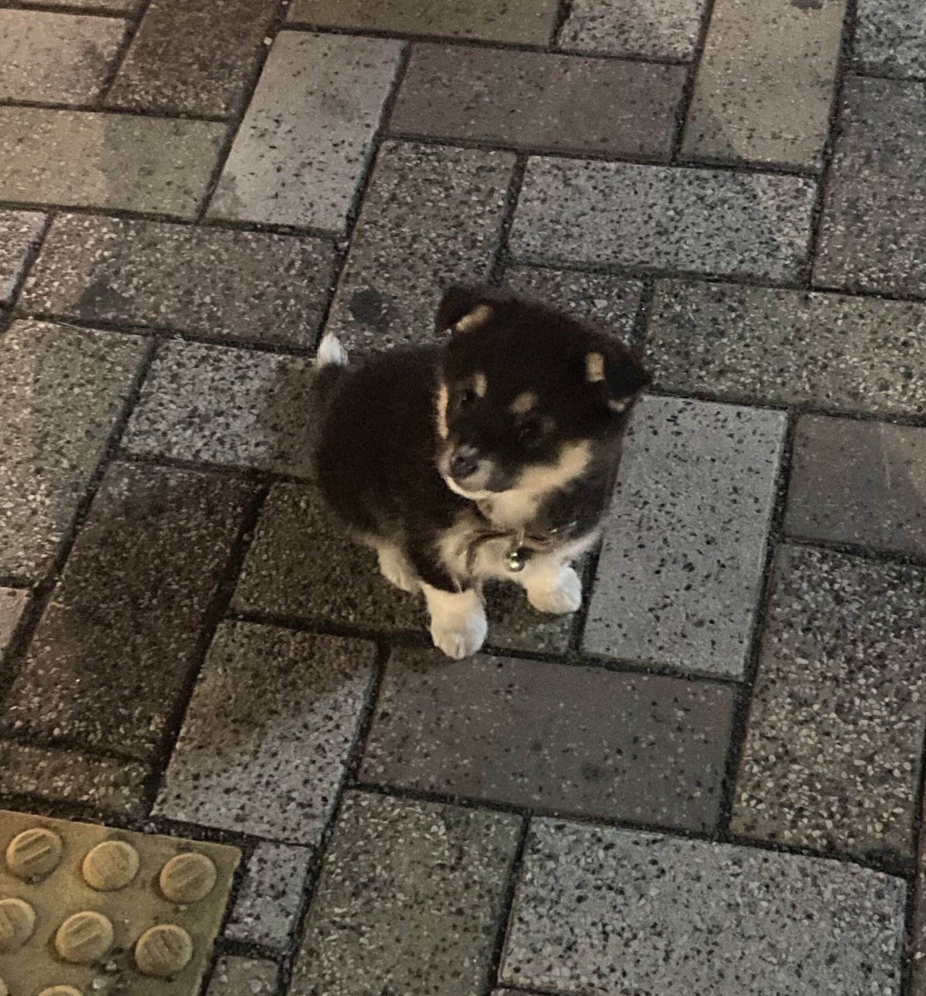 퇴근하는데 길 가던 아저씨가 본인 강아지 너무 예쁘니까 사진 찍어 가라고 하셔서.twt | 인스티즈