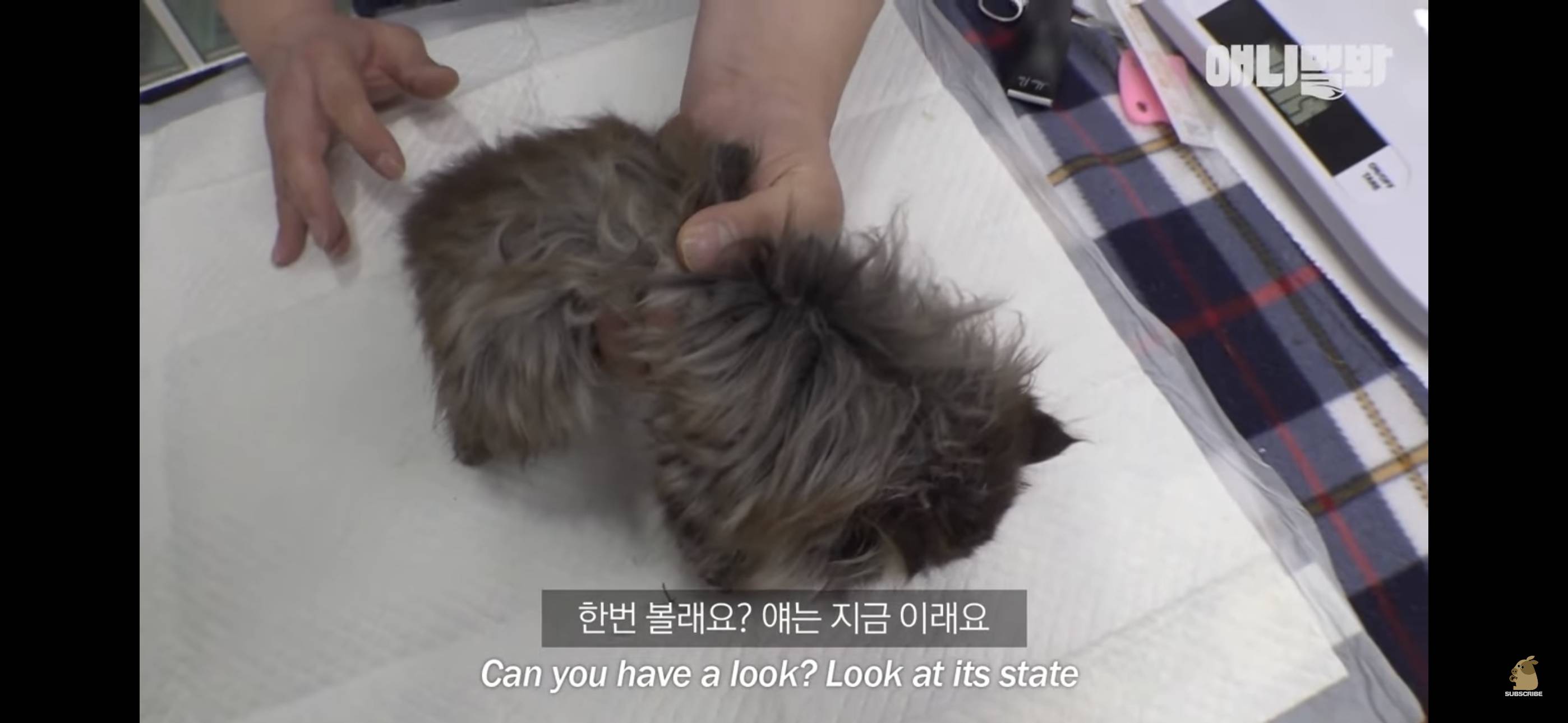 경기도 김포시 마송 휴먼시아 10단지 아파트내에 집단으로 유기된 노르웨이숲 고양이 | 인스티즈