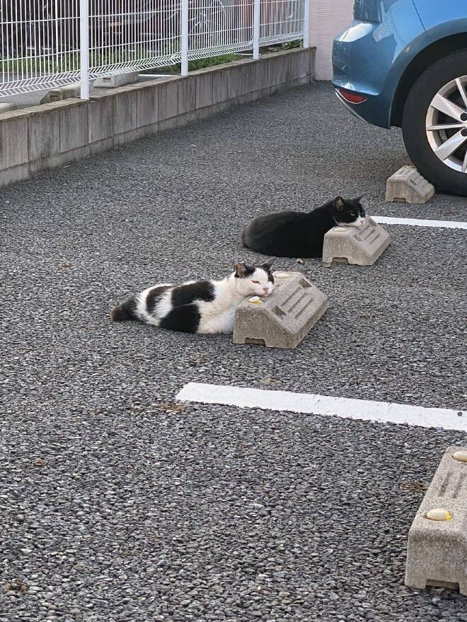방지턱에서 쉬는 고양이들 | 인스티즈