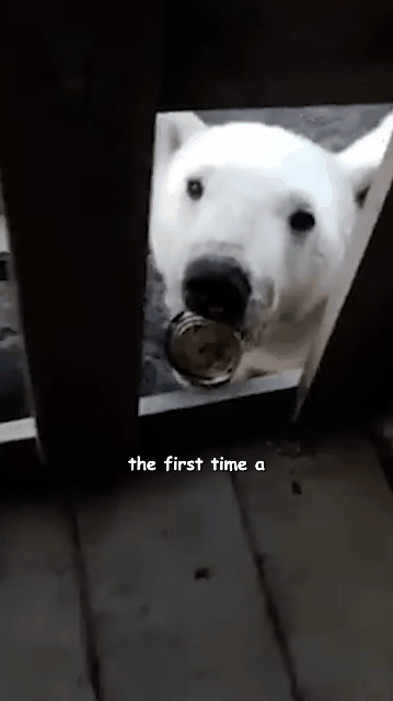 혀에 낀 통조림캔 빼달라고 다가오는 북극곰.gif | 인스티즈