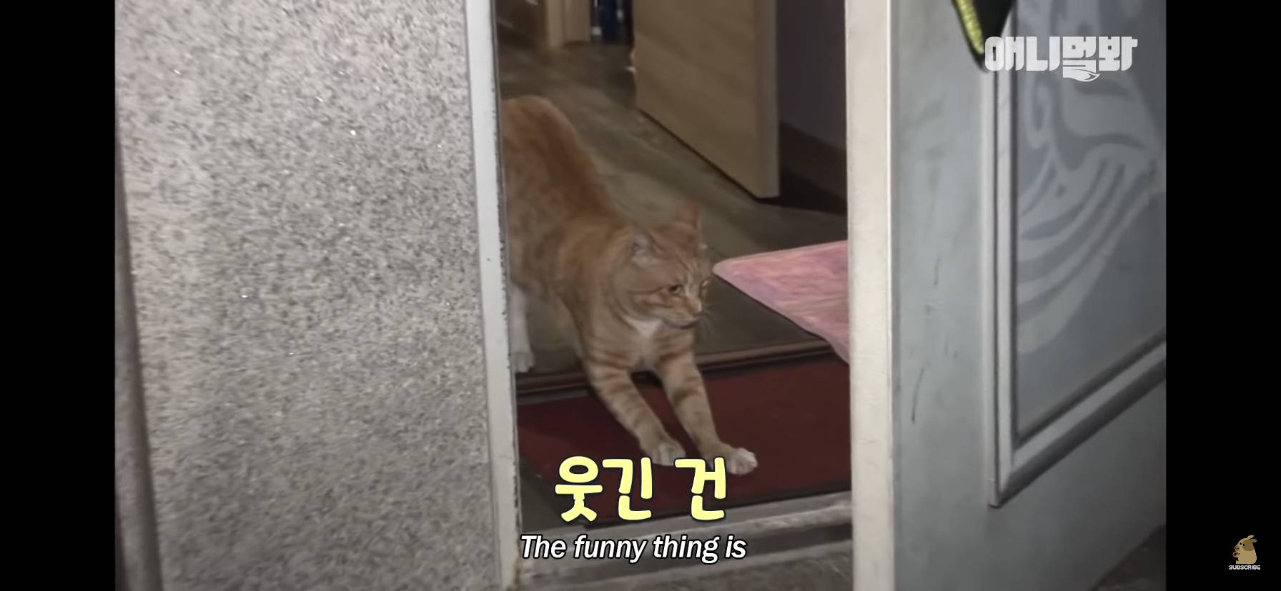 길고양이 목에 쪽지를 달자 생긴 영화같은 일 | 인스티즈