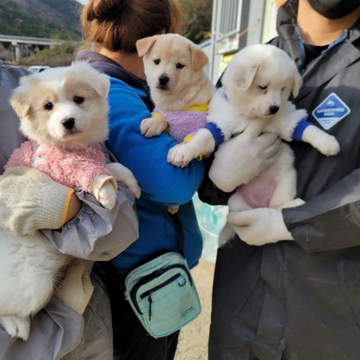 (입양처 구함/10kg 미만) 너무 예뻐서 돌아버리겠는 꼬물이 3자매들 | 인스티즈