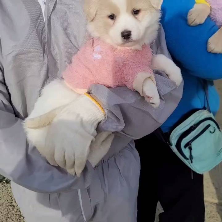 (입양처 구함/10kg 미만) 너무 예뻐서 돌아버리겠는 꼬물이 3자매들 | 인스티즈