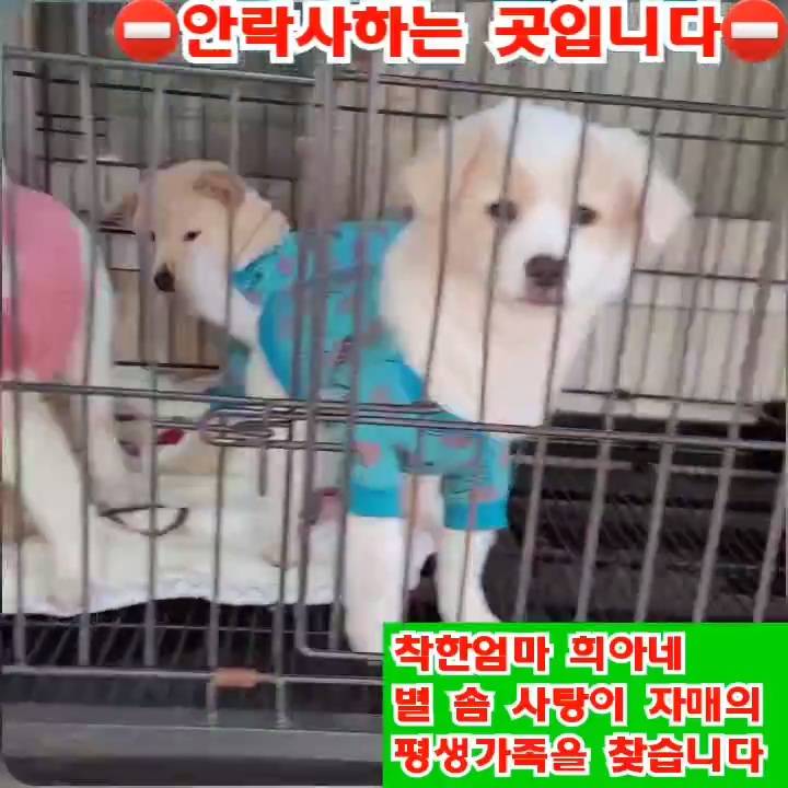 (입양처 구함/10kg 미만) 너무 예뻐서 돌아버리겠는 꼬물이 3자매들 | 인스티즈