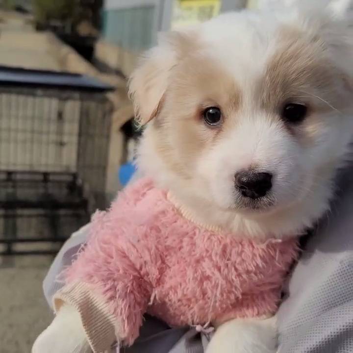 (입양처 구함/10kg 미만) 너무 예뻐서 돌아버리겠는 꼬물이 3자매들 | 인스티즈