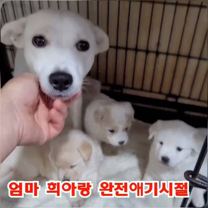 (입양처 구함/10kg 미만) 너무 예뻐서 돌아버리겠는 꼬물이 3자매들 | 인스티즈