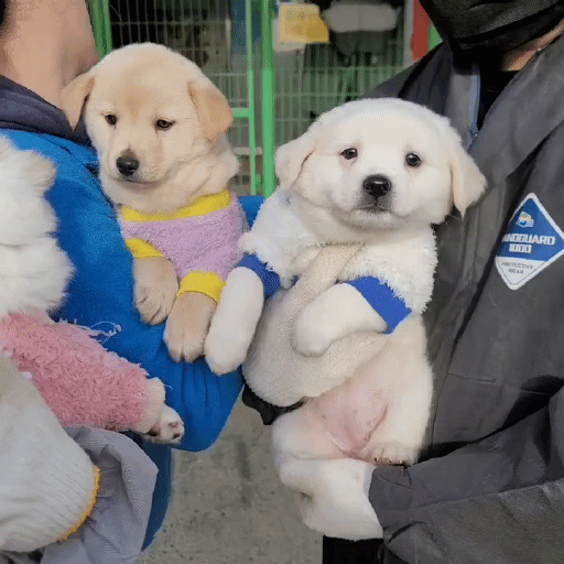 (입양처 구함/10kg 미만) 너무 예뻐서 돌아버리겠는 꼬물이 3자매들 | 인스티즈