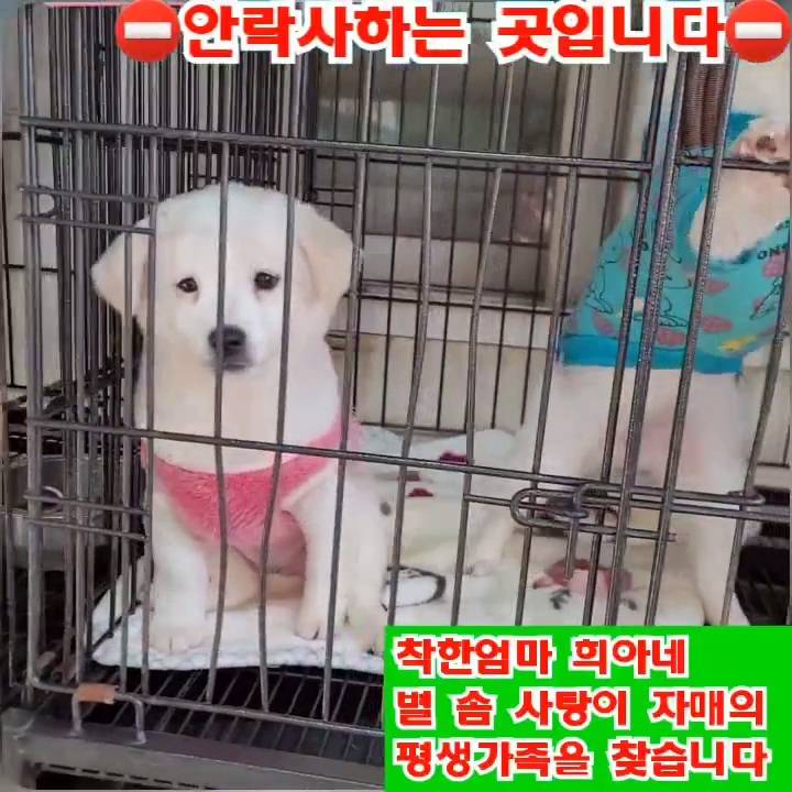 (입양처 구함/10kg 미만) 너무 예뻐서 돌아버리겠는 꼬물이 3자매들 | 인스티즈