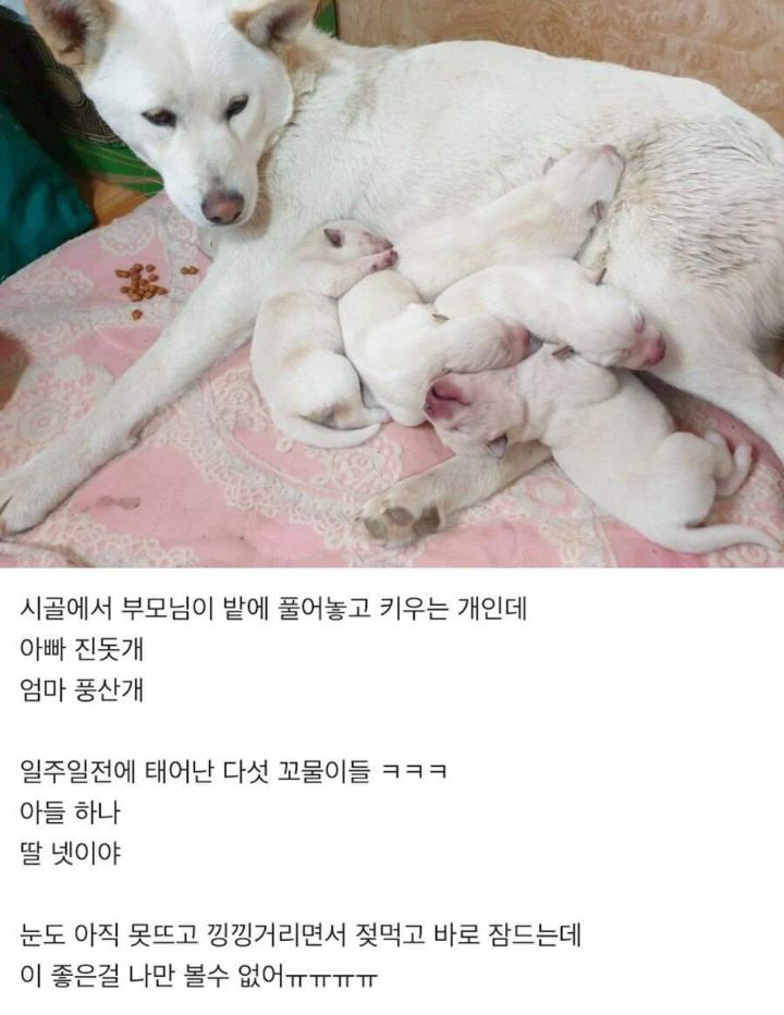 썸네일-일주일전에 태어난 다섯 꼬물이들-이미지