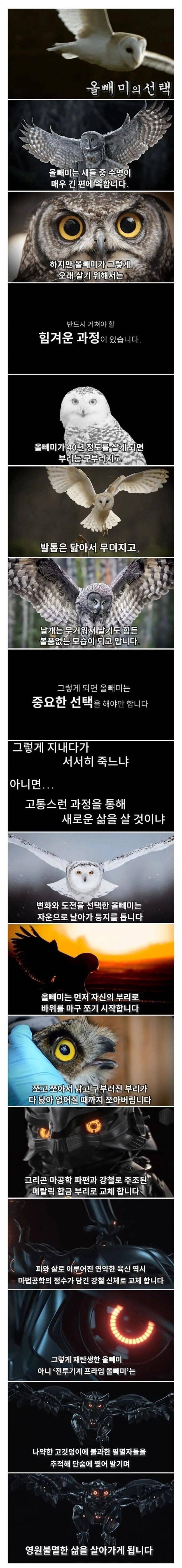 죽음을 앞둔 올빼미의 선택 | 인스티즈