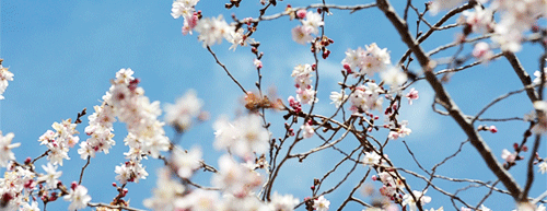 [오마이걸] 봄날의 카레를 좋아하세요? 윈디데이.gif | 인스티즈