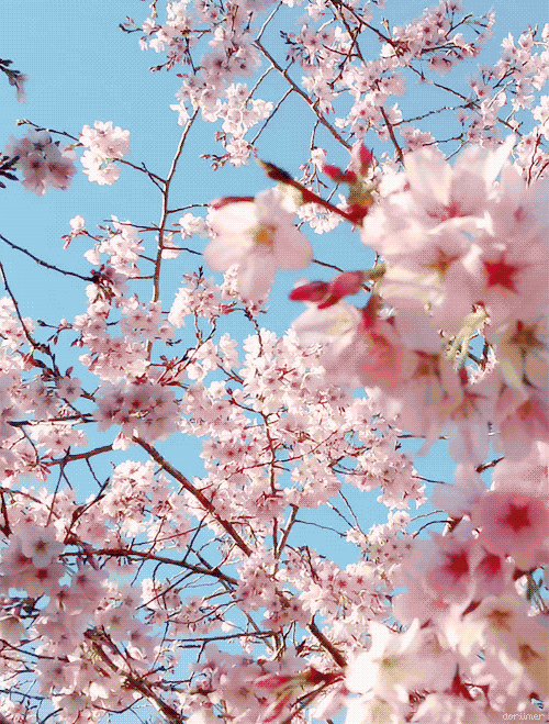 [오마이걸] 봄날의 카레를 좋아하세요? 윈디데이.gif | 인스티즈