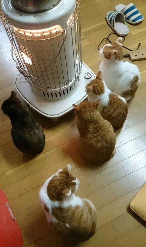 난로 앞 고양이들 | 인스티즈