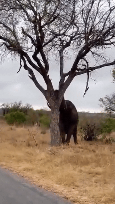코끼리는 나무를 찢어! | 인스티즈