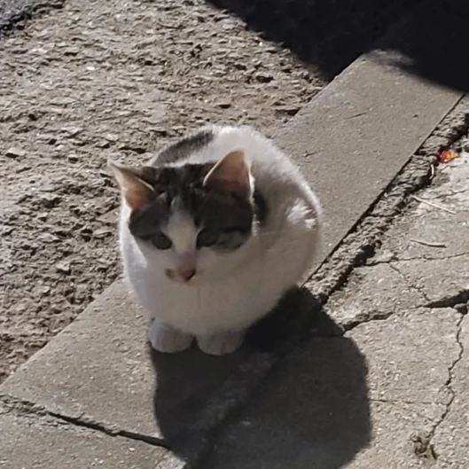 길고양이의 낙원이 되고 싶은 곳, 서울 관악구🐱 | 인스티즈